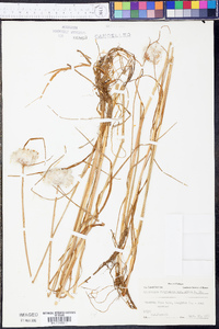 Eriophorum virginicum image