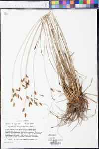 Fimbristylis caroliniana image