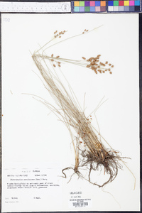 Fimbristylis caroliniana image