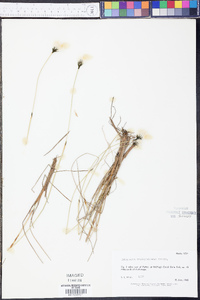 Eriophorum brachyantherum image