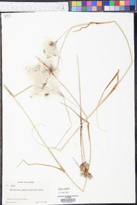 Eriophorum angustifolium image