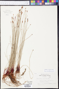 Eleocharis tricostata image