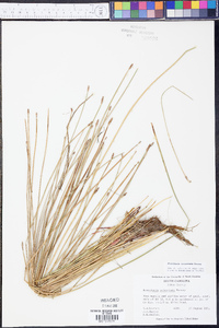 Eleocharis tricostata image