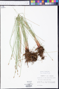 Eleocharis tricostata image