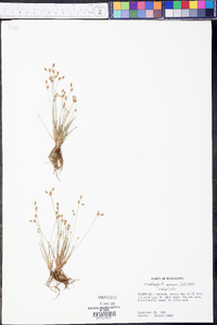 Fimbristylis annua image