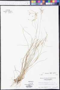 Fimbristylis annua image