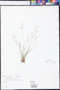 Fimbristylis annua image