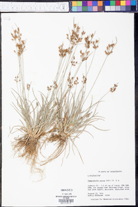 Fimbristylis annua image