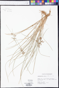 Fimbristylis annua image