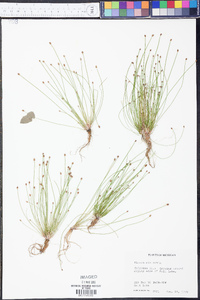 Eleocharis ovata image