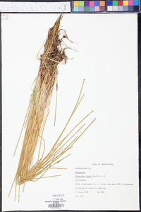 Eleocharis ovata image