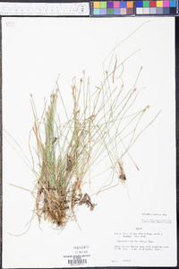 Eleocharis wolfii image