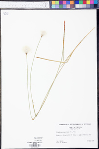 Eriophorum chamissonis image