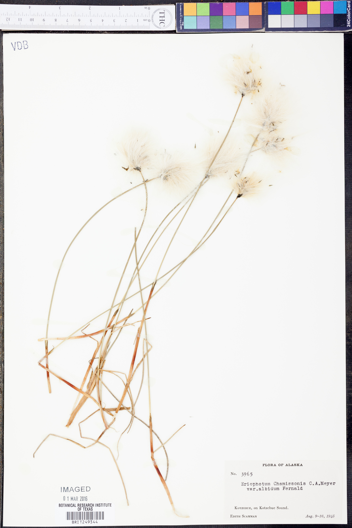 Eriophorum chamissonis var. albidum image