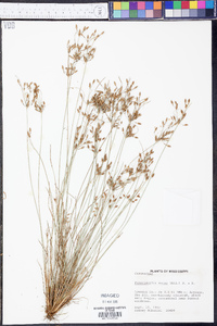 Fimbristylis annua image