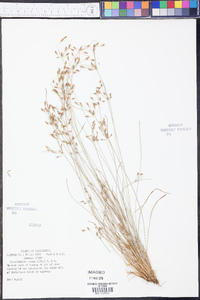 Fimbristylis annua image