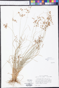 Fimbristylis annua image