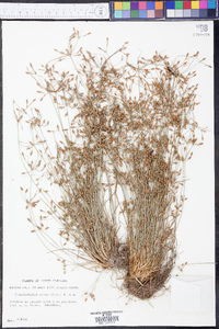 Fimbristylis annua image