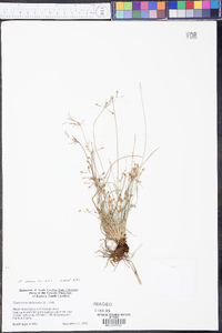 Fimbristylis annua image