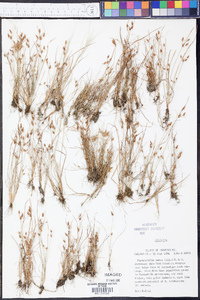 Fimbristylis annua image