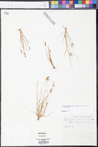 Fimbristylis annua image