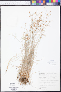 Fimbristylis annua image