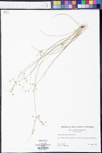 Fimbristylis annua image