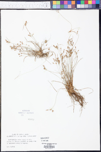 Fimbristylis annua image