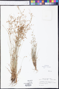 Fimbristylis annua image