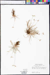 Fimbristylis decipiens image