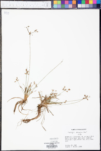 Fimbristylis decipiens image