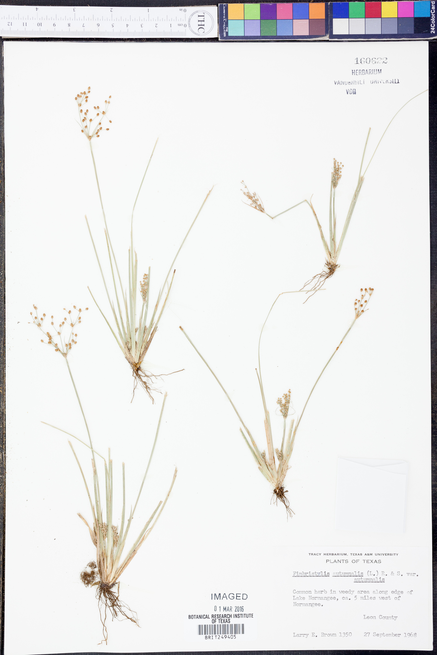 Fimbristylis autumnalis var. autumnalis image