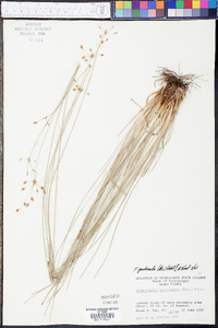 Fimbristylis puberula image