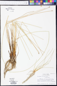 Eleocharis rostellata image