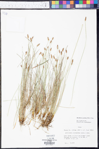 Eleocharis rostellata image