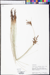 Fimbristylis castanea image