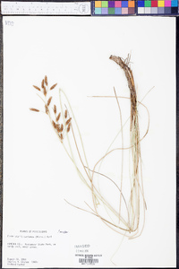 Fimbristylis castanea image