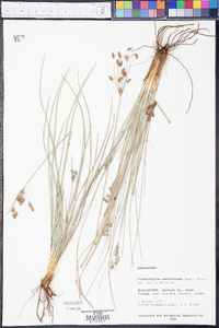 Fimbristylis caroliniana image