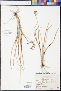 Fimbristylis caroliniana image