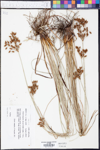 Fimbristylis puberula image