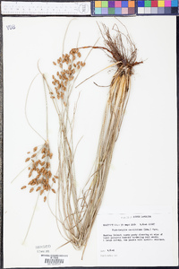 Fimbristylis caroliniana image