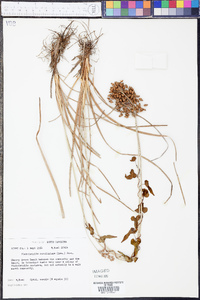 Fimbristylis caroliniana image