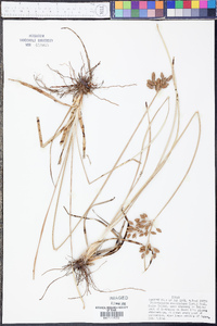 Fimbristylis caroliniana image