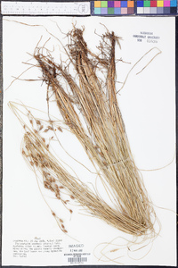 Fimbristylis castanea image