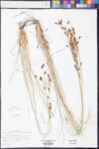 Fimbristylis castanea image