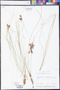 Fimbristylis castanea image