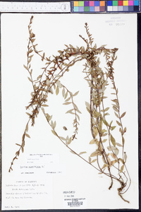 Hypericum mitchellianum image