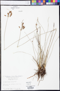 Fimbristylis caroliniana image