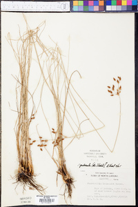 Fimbristylis puberula image