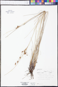 Fimbristylis castanea image